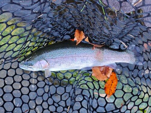 トラウトの釣果