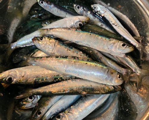 マイワシの釣果