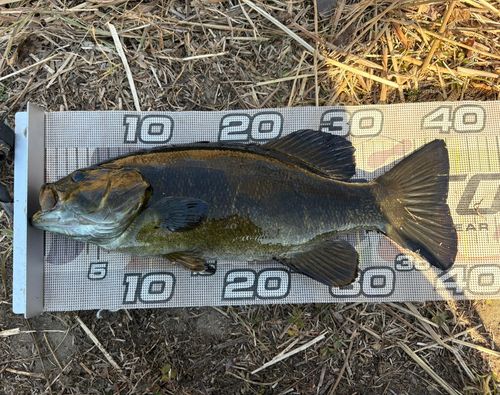 スモールマウスバスの釣果