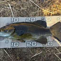 スモールマウスバス