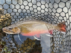 ブルックトラウトの釣果