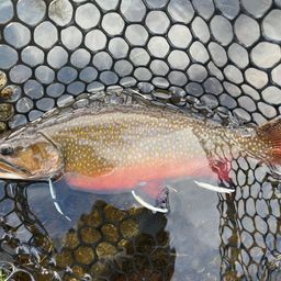 ブルックトラウト