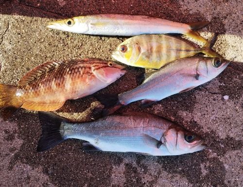 セイゴ（ヒラスズキ）の釣果