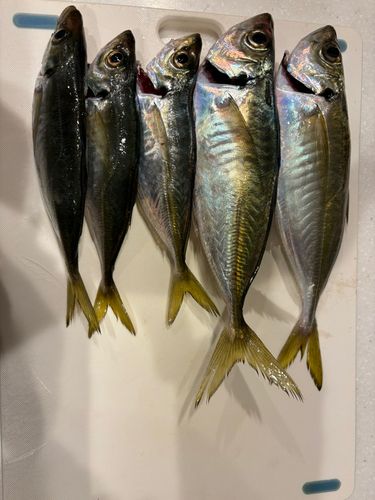 本牧海づり施設