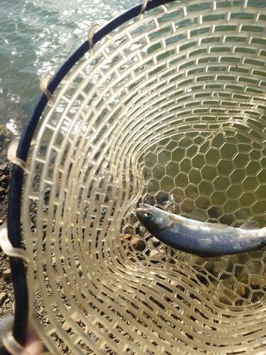 トラウトの釣果