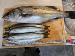 アカカマスの釣果