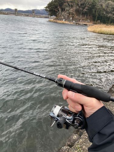 カワムツの釣果