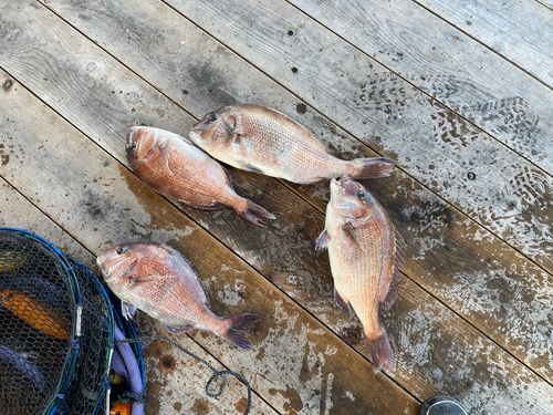 マダイの釣果