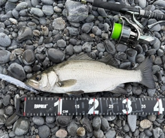 ヒラスズキの釣果