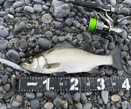 ヒラスズキの釣果