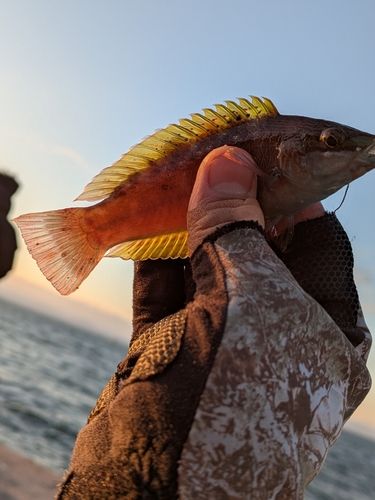 アカササノハベラの釣果