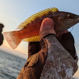 アカササノハベラ