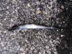 タチウオの釣果