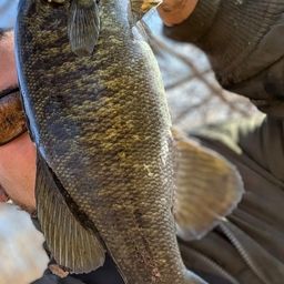 スモールマウスバス