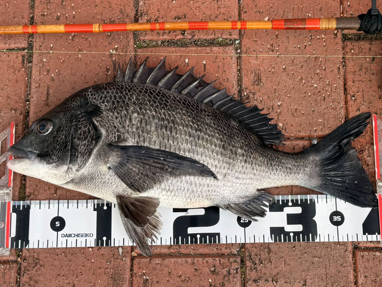 アングラー05385736さんの2026年01月11日(日)の釣行(東京都 - 隅田川