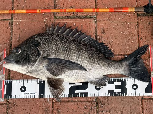 クロダイの釣果