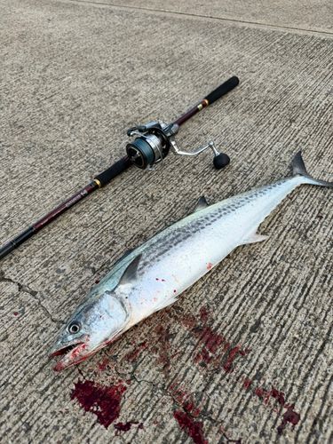 サゴシの釣果