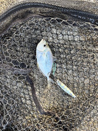 コバンヒイラギの釣果