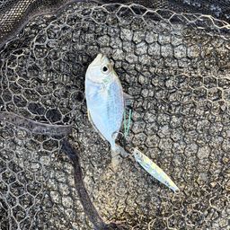 コバンヒイラギ