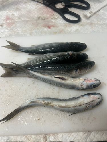 碧南海釣り公園