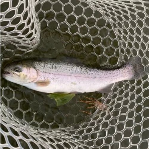 レインボートラウトの釣果