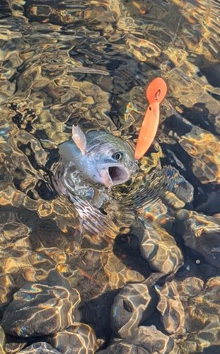 ニジマスの釣果