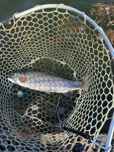 ニジマスの釣果