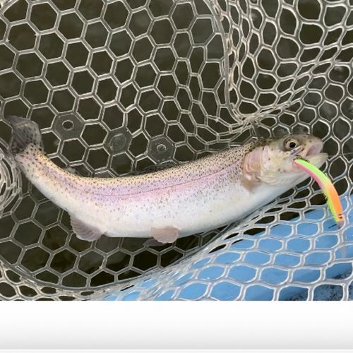 レインボートラウトの釣果