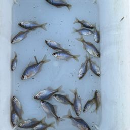 タイリクバラタナゴ