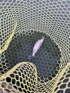 ニジマスの釣果