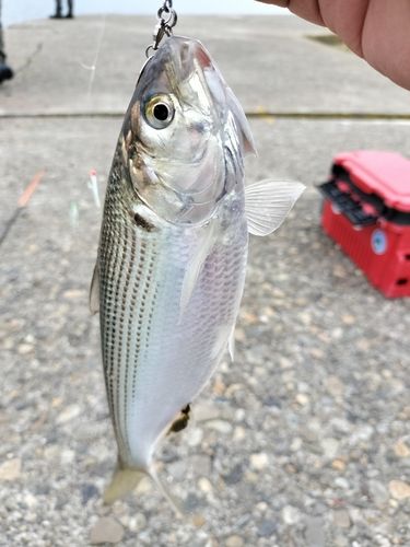コノシロの釣果