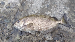 アイゴの釣果