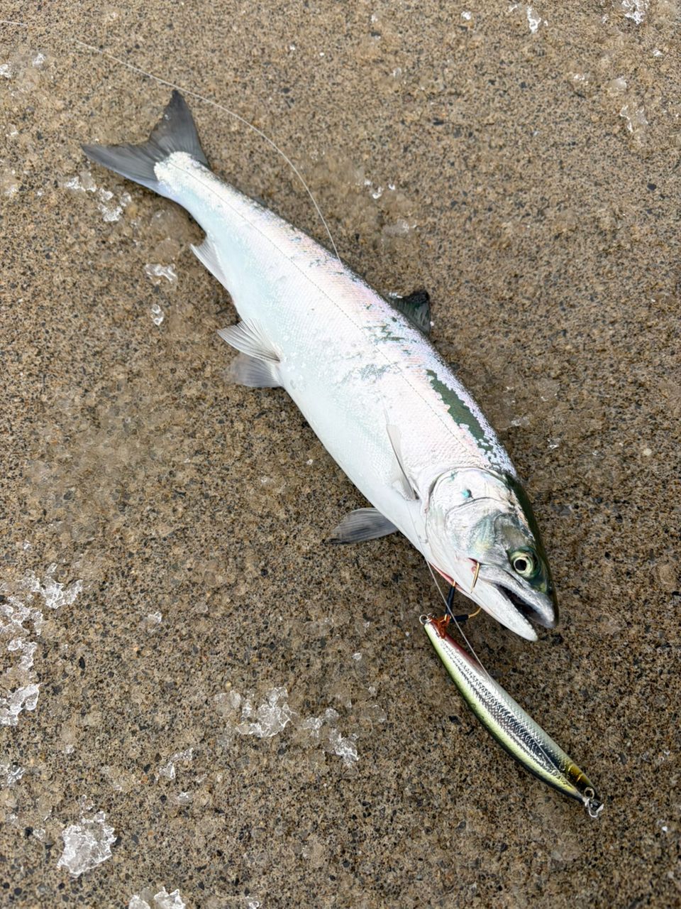 DAIWA 22カムイランケタム 106L+/M AGSの最安値・インプレ・釣果