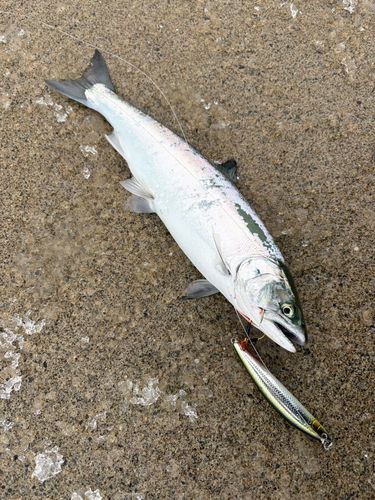 サクラマスの釣果