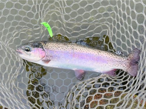 ニジマスの釣果