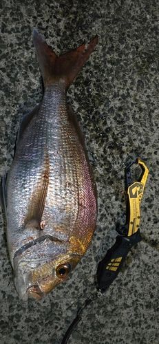 大村湾（北部）