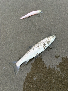 アメマスの釣果