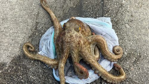 東京湾（アクアライン〜富津）