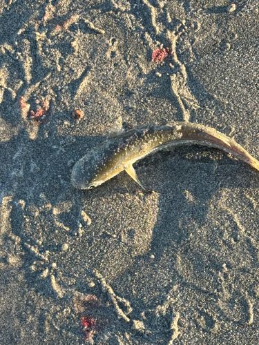 太田川今之浦川合流