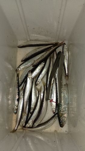 チカの釣果