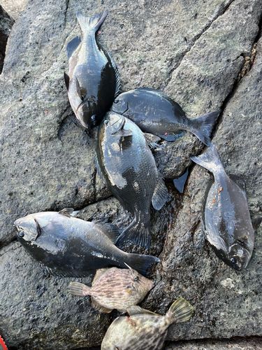 オナガグレの釣果