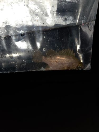 小名浜港市場前