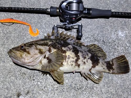 タケノコメバルの釣果
