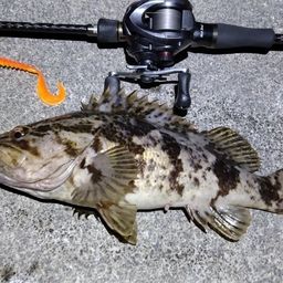 タケノコメバル