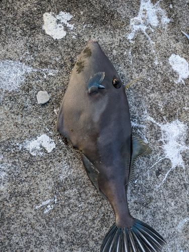 カワハギの釣果