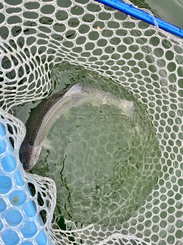 ニジマスの釣果