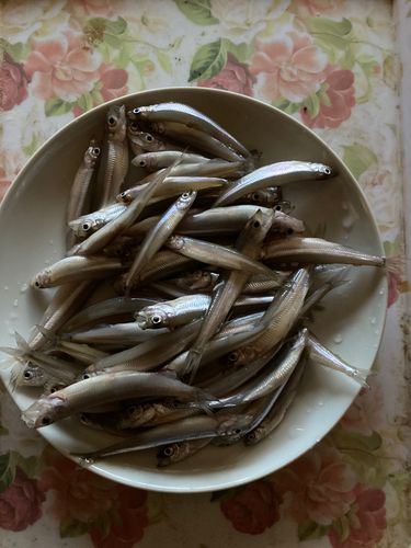 ワカサギの釣果