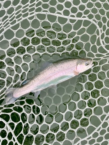 ニジマスの釣果