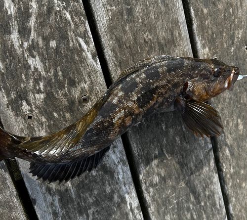 アイナメの釣果