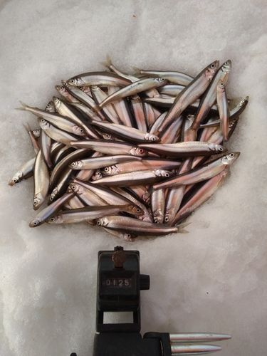 ワカサギの釣果